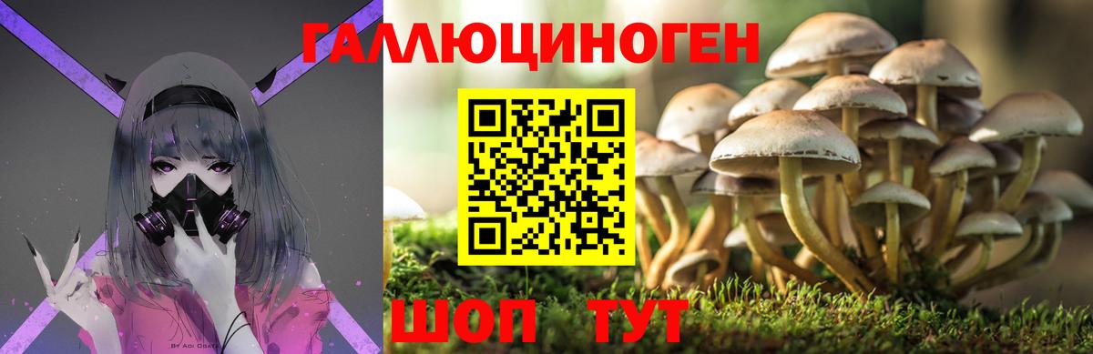 Псилоцибиновые грибы Cubensis Фролово